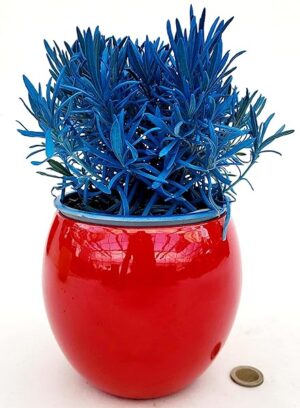 POWERS TO FLOWERS - LAVANDA COLOR LIFE BLU, IN VASO CERAMICA ROSSO, VASO 14CM DIAMETRO, piante vere