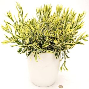 POWERS TO FLOWERS - LAVANDA DENTATA VARIEGATA XXL, IN VASO CERAMICA BIANCO 22 CM DIAMETRO, pianta vera