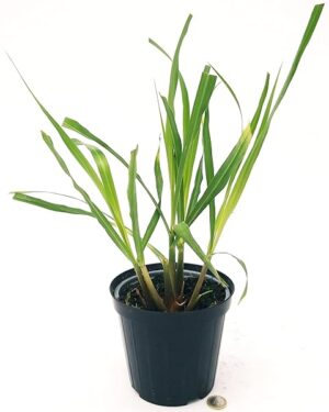 POWERS TO FLOWERS - LEMON GRASS BIO, Vaso 14cm diametro, pianta vera