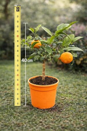 POWERS TO FLOWERS - LIMETTA ROSSA, VASO 16CM DIAMETRO, OFFERTA 15 PEZZI!!! piante vere