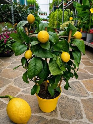 POWERS TO FLOWERS - LIMONE RESISTENTE AL FREDDO, LIMONE MEYER, VASO 14CM DIAMETRO, ALTEZZA 40 CM, OFFERTA 20 PEZZI, pianta vera