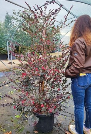 POWERS TO FLOWERS - LOROPETALUM BLACK PIRAMIDE, ALTEZZA 170CM, pianta vera