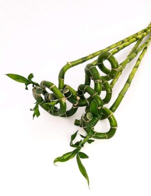 POWERS TO FLOWERS - LUCKY BAMBOO, 5 PEZZI LUNGHEZZA 40CM A SPIRALE, Pianta Vera