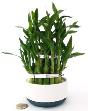 POWERS TO FLOWERS - LUCKY BAMBOO A 3PIANI, VASO BIANCO, Pianta Vera