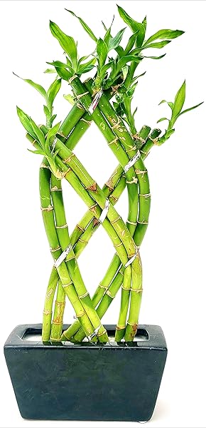 POWERS TO FLOWERS - LUCKY BAMBOO INTRECCIATO ALTEZZA 26CM, Pianta Vera