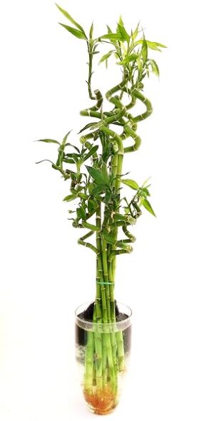 POWERS TO FLOWERS - LUCKY BAMBOO MIX, 4 PEZZI ALTEZZA 80CM, 2 PEZZI ALTEZZA 60CM, 4 PEZZI ALTEZZA 40CM, IN VASO VETRO, piante vere