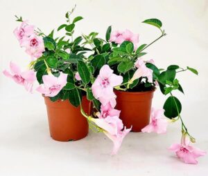 POWERS TO FLOWERS - MANDEVILLA DIPLADENIA ROSA A FIORE DOPPIO, VASO 14 CM DIAMETRO, 3 PIANTE, pianta vera