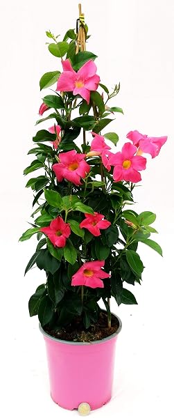 POWERS TO FLOWERS - MANDEVILLA DIPLADENIA ROSA A PIRAMIDE H90CM, OFFERTA ULTIMI 8 PEZZI!! pianta vera
