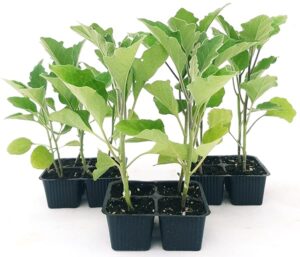 POWERS TO FLOWERS - MELANZANA LUNGA NERA BIO, 12 PIANTE BIO, Piante vere