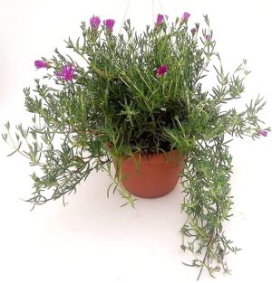 POWERS TO FLOWERS - MESEMBRIANTEMO STRISCIANTE RIFIORENTE, BASKET 18CM, piante vere