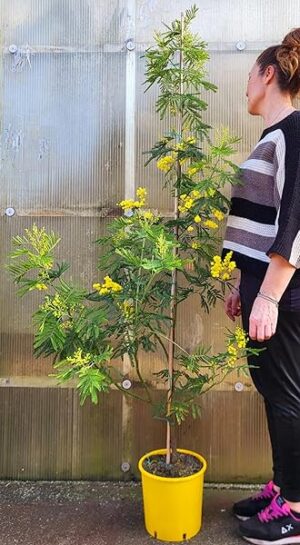 POWERS TO FLOWERS - MIMOSA DA GIARDINO VARIETA' GAULOIS altezza 180cm, OFFERTA ULTIMI 30 PEZZI !!!!! pianta vera