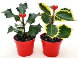 POWERS TO FLOWERS - MIN ILEX VERDE E VARIEGATO, PUNGITOPO, 2 PIANTE VASO 5,5CM DIAMETRO, Piante Vere