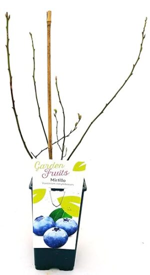 POWERS TO FLOWERS - MIRTILLO GIGANTE AMERICANO, pianta vera