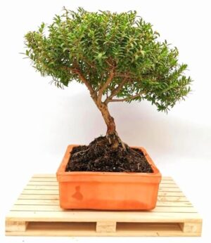 POWERS TO FLOWERS - MIRTO BONSAI COLTIVATO IN CIOTOLA BASSA 17X17CM, pianta vera