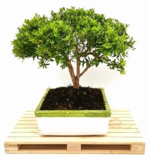 POWERS TO FLOWERS - MIRTO BONSAI COLTIVATO IN CIOTOLA CERAMICA BASSA 17X17CM, pianta vera