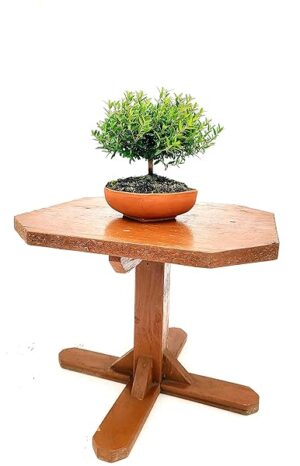 POWERS TO FLOWERS - MIRTO BONSAI COLTIVATO IN CIOTOLINA COCCIO BASSA 14X14CM, pianta vera