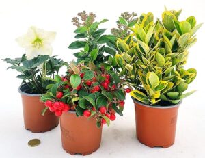 POWERS TO FLOWERS - MISTO PIANTE INVERNALI. GAULTHERIA, VIBURNUM, EUOMINUS, HELLEBORUS. 4 PIANTE, VASO 12CM DIAMETRO, piante vere