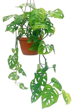 POWERS TO FLOWERS - MONSTERA OBLIQUA MONKEY IN BASKET VASO 18CM, PHYLODENDRON, pianta vera