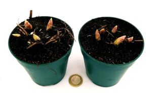 POWERS TO FLOWERS - MUGHETTO, CONVALLARIA MAJALIS VASO 10CM, piante vere