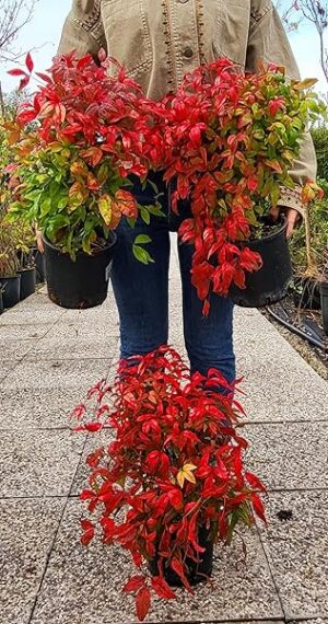 POWERS TO FLOWERS - NANDINA DOMESTICA FIRE POWERS, 3 PIANTE, VASO 16CM DIAMETRO, pianta vera