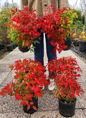 POWERS TO FLOWERS - NANDINA DOMESTICA FIRE POWERS, 4 PIANTE, VASO 16CM DIAMETRO, pianta vera