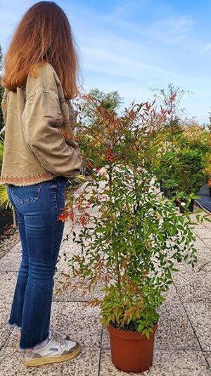 POWERS TO FLOWERS - NANDINA DOMESTICA, VASO 24CM, altezza 90/100cm, piante vere