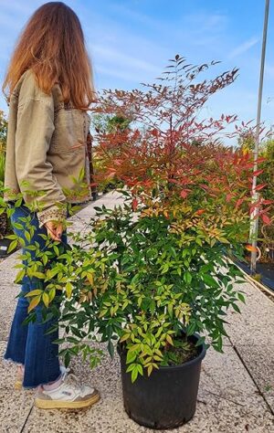 POWERS TO FLOWERS - NANDINA DOMESTICA, VASO 30CM, altezza 100/120cm, piante vere