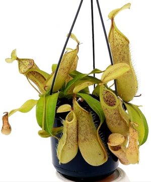 POWERS TO FLOWERS - NEPENTHES LOUISA, BASKET 16CM, pianta vera