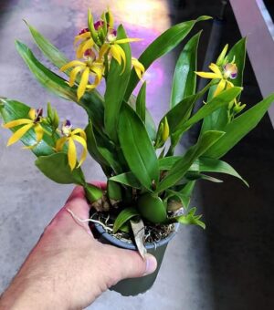 POWERS TO FLOWERS - ORCHIDEA ENCYCLIA A FIORE GIALLO, pianta vera