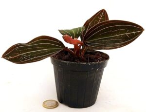 POWERS TO FLOWERS - ORCHIDEA LUDISIA, VASO 9CM, pianta vera