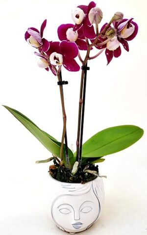 POWERS TO FLOWERS - ORCHIDEA PHALAENOPSIS BONSAI AMBRA IN VASO CERAMICA SIGNORINA, Pianta Vera