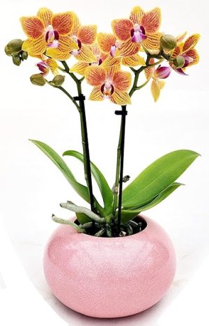 POWERS TO FLOWERS - ORCHIDEA PHALAENOPSIS BONSAI ARANCIO/GIALLO IN VASO CERAMICA SFERICO ROSA, Pianta Vera