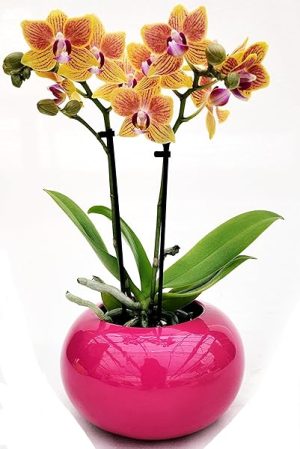 POWERS TO FLOWERS - ORCHIDEA PHALAENOPSIS BONSAI GIALLO/ARANCIO IN VASO CERAMICA SFERICO FUCSIA, Pianta Vera