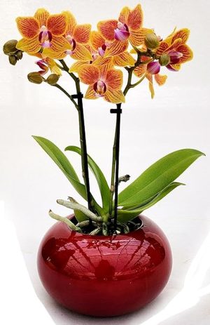 POWERS TO FLOWERS - ORCHIDEA PHALAENOPSIS-BONSAI GIALLO/ARANCIO IN VASO CERAMICA SFERICO ROSSO, Pianta Vera