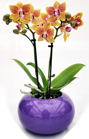 POWERS TO FLOWERS - ORCHIDEA PHALAENOPSIS BONSAI GIALLO/ARANCIO IN VASO VIOLA SFERICO, Pianta Vera