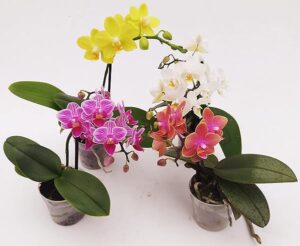 POWERS TO FLOWERS - ORCHIDEA PHALAENOPSIS-BONSAI SET 4 PIANTE: ROSA STRIATA, BIANCA, GIALLA e ARANCIO, Piante Vere