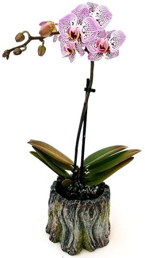 POWERS TO FLOWERS - ORCHIDEA PHALAENOPSIS BONSAI STRIATA IN VASO CERAMICA TRONCO D'ALBERO, Pianta Vera