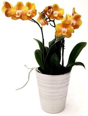 POWERS TO FLOWERS - ORCHIDEA PHALAENOPSIS BRONZE VENUS, IN VASO CERAMICA ARGENTO, vaso 12cm, Pianta Vera