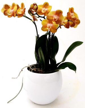 POWERS TO FLOWERS - ORCHIDEA PHALAENOPSIS BRONZE VENUS, IN VASO CERAMICA BIANCO SFERICO, vaso 12cm, Pianta Vera