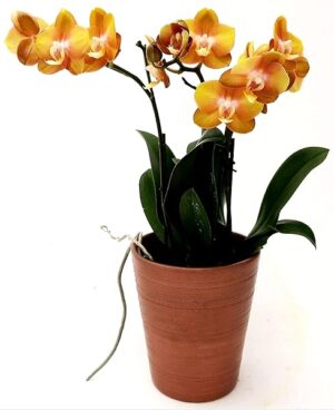 POWERS TO FLOWERS - ORCHIDEA PHALAENOPSIS BRONZE VENUS, IN VASO CERAMICA BRONZO, vaso 12cm, Pianta Vera