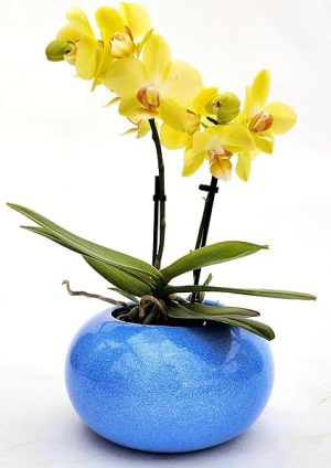 POWERS TO FLOWERS - ORCHIDEA PHALAENOPSIS GIALLA IN VASO CERAMICA AZZURRO SFERICO, Pianta Vera
