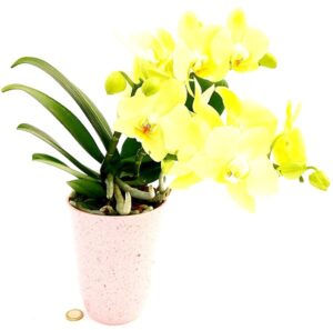 POWERS TO FLOWERS - ORCHIDEA PHALAENOPSIS GIALLA IN VASO CERAMICA ROSA ANTICO, 2STELI, A STELO BASSO, Pianta Vera