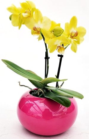 POWERS TO FLOWERS - ORCHIDEA PHALAENOPSIS GIALLA IN VASO CERAMICA SFERICO FUCSIA, Pianta Vera