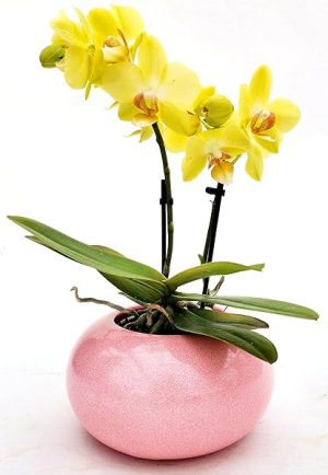 POWERS TO FLOWERS - ORCHIDEA PHALAENOPSIS GIALLO IN VASO CERAMICA SFERICO ROSA, Pianta Vera