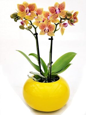 POWERS TO FLOWERS - ORCHIDEA PHALAENOPSIS GIALLO/ARANCIO IN VASO CERAMICA GIALLO SFERICO, Pianta Vera
