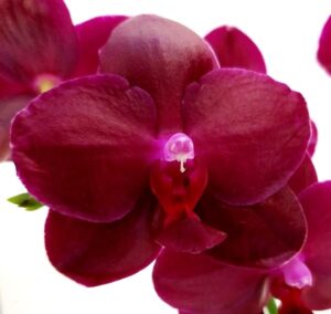 POWERS TO FLOWERS - ORCHIDEA PHALAENOPSIS LA CARNOSA IN VASO CERAMICA ORO, Pianta Vera