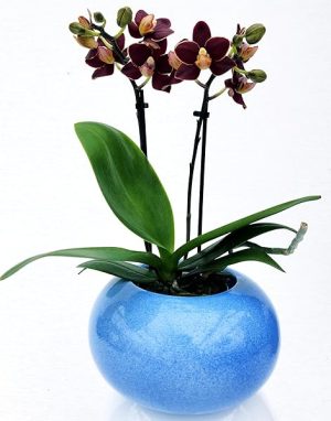 POWERS TO FLOWERS - ORCHIDEA PHALAENOPSIS NERA IN VASO CERAMICA SFERICO AZZURRO, Pianta Vera