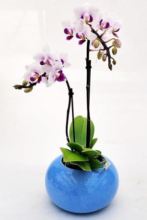 POWERS TO FLOWERS - ORCHIDEA PHALAENOPSIS ROSETTA IN VASO CERAMICA AZZURRO SFERICO, pianta vera