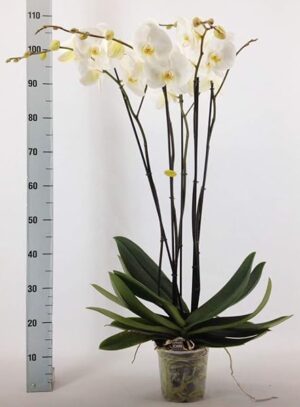 POWERS TO FLOWERS - ORCHIDEA PHALAENOPSIS XXXL, pianta vera