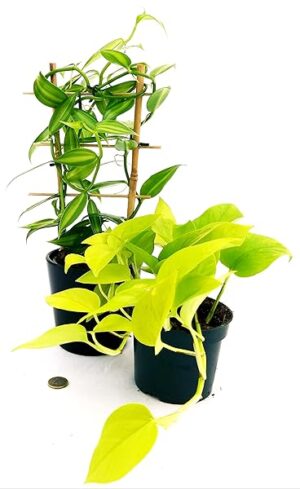 POWERS TO FLOWERS - ORCHIDEA VANIGLIA XL e POTOS NEON, Piante Vere